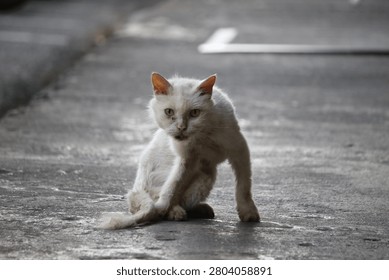 The image features a white stray cat sitting on an urban pavement.