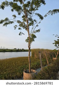 The image features a young tree growing near the edge of a calm body of water, set against an open, natural landscape under a bright sky.
​Key Details:
​Foreground and Subject:
​A young, slender tree with thin branches and leafy green foliage stands centered, planted inside a cylindrical concrete ring planter.
​To the right of the tree, a series of weathered wooden poles stand lined up along the bank, forming a simple boundary or fence.
​Low-lying green grass, aquatic weeds, and tall reeds cover the shoreline in the foreground.
​Midground (Water and Bank):
​A serene body of water stretches across the middle of the frame, showing subtle ripples.
​The opposite bank is lined with lush green bushes and tall grass.
​Background and Lighting:
​In the far distance on the left horizon, faint electricity pylons stand against the sky.
​The sky is clear with a soft, pale blue hue, illuminated by warm late-afternoon sunlight.