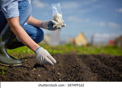 Image Of Female Farmer Sowing Seed In The Garden