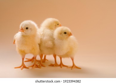 Image of a few newborn fluffy fledgling chicken, as a symbol of spring, holiday, congratulations. - Shutterstock ID 1923394382