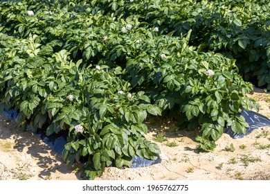 Image Of A Field For Growing Potatoes