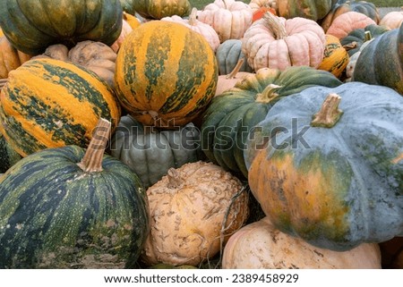 Image filling image of an assortment of multicolored winter squash and pumpkins