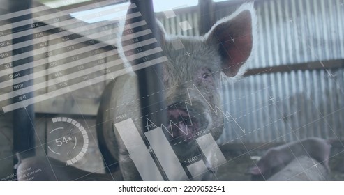 Image of financial data processing over pigs at farm. Global finances, ecology and digital interface concept digitally generated image. - Powered by Shutterstock - Get 15% off with code: PIKWIZARD15