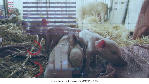 Image of financial data processing over pigs at farm. Global finances, ecology and digital interface concept digitally generated image.