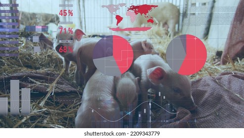 Image of financial data processing over pigs at farm. Global finances, ecology and digital interface concept digitally generated image. - Powered by Shutterstock - Get 15% off with code: PIKWIZARD15