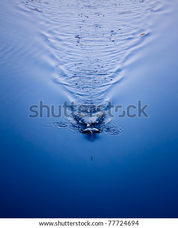 An image of a fishing bob in the water