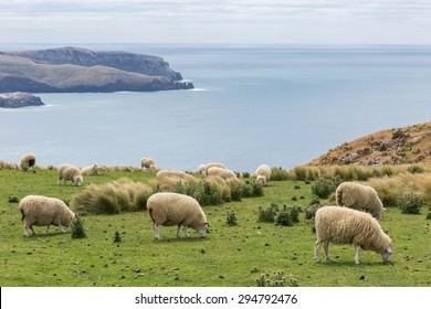 image of Flocks of sheep graze in the fields with spectacular ocean views