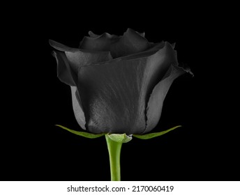image of flower dark background