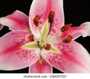 Image Of Flower Dark Background