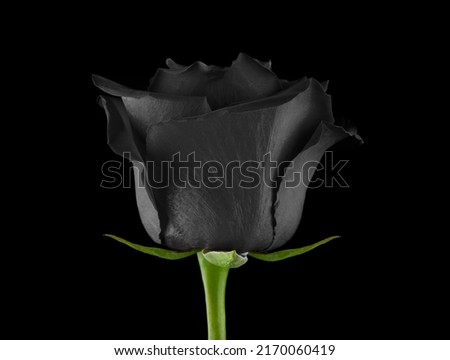 image of flower dark background