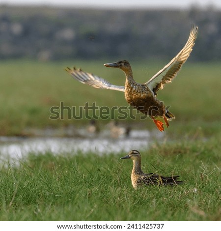 Image of a Flying Northern Pintail Female and Northern Pintail sitting.