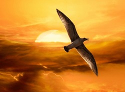 Image Of A Flying Seagull Against The Glowing Setting Sun