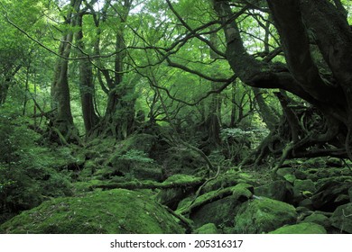 Forest Of Princess Mononoke Images Stock Photos Vectors Shutterstock