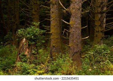 An Image Of The Forest Taken On A Hiking Trail Located Along The Oregon Coast.