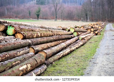 An Image of a forest timber