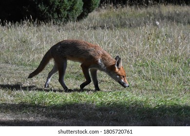 Image of fox walking through long grass.