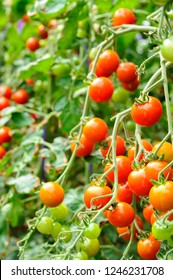 Image of fresh and delicious tomatoes