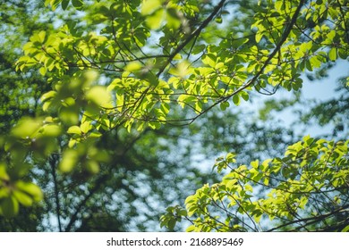 Image of fresh greenery and sunlight filtering through trees in early summer - Shutterstock ID 2168895469