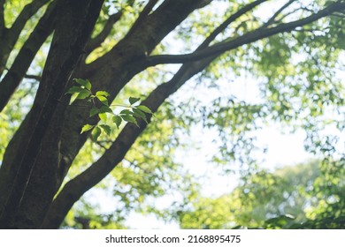 Image of fresh greenery and sunlight filtering through trees in early summer - Shutterstock ID 2168895475