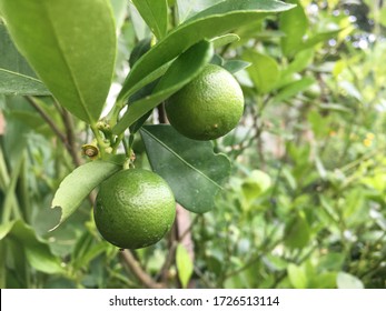 Image of fresh lemons at the farm with natural light by closeup shot.