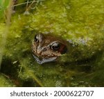 An Image Of A Frog In A Pond