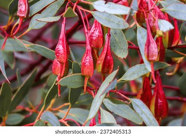 Image of the fruit of a Fucshia Gum (eucalyptus forrestiana), Esperance Western Australia