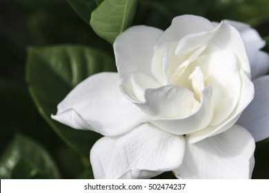 Image Of A Gardenia