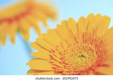 An Image of Gerbera