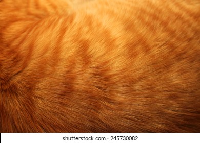 Image of ginger cat's fur background