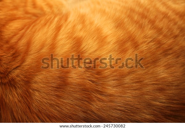 Image Ginger Cats Fur Background Stock Photo (Edit Now) 245730082