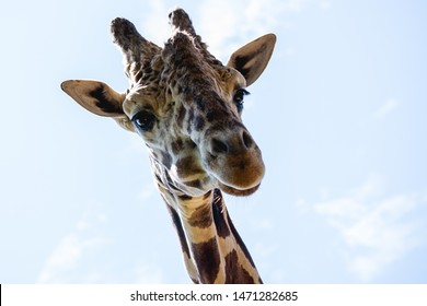 Image Of A Giraffe Head Looking Down 