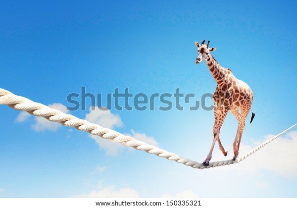 Image of giraffe\
walking on rope high in\
sky