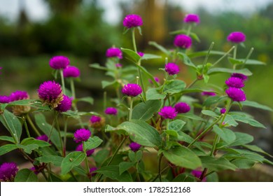 Globe Amaranth High Res Stock Images Shutterstock