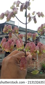 Image Of Goethe Plant Flower 