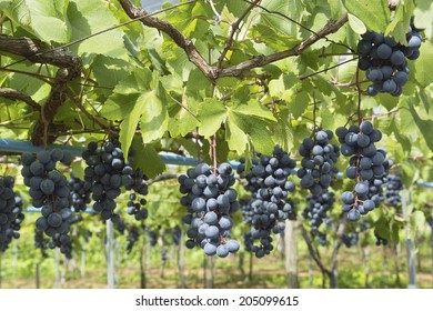 An Image of Grapes