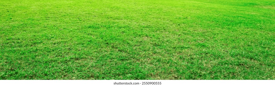 The image of grass captures the essence of greenery and nature, showcases vibrant blades that create a lush lawn or turf. beautiful patch of vegetation illustrates the delicate balance of an ecosystem - Powered by Shutterstock