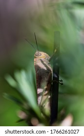 An Image Of Grasshoppers. Band Winged Grasshoppers Are A Subfamily Of Short Horned Grasshoppers. The Hind Wings Are Often Banded With Distinct Colors.