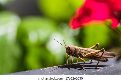 An Image Of Grasshoppers. Band Winged Grasshoppers Are A Subfamily Of Short Horned Grasshoppers. The Hind Wings Are Often Banded With Distinct Colors.