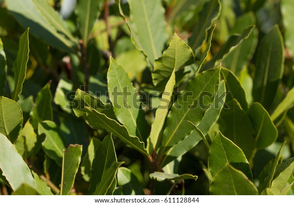 Image of green bay tree leaves / shoots
(laurel / laurus nobilis), horizontal view
