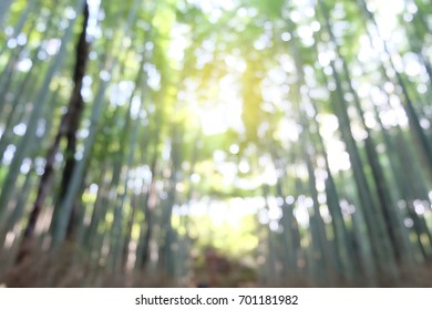 Image of green blurred garden background ,Bamboo Groves - Shutterstock ID 701181982
