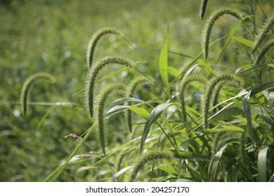 An Image Of Green Foxtail