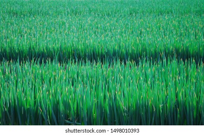 Image Of Green Onion Field