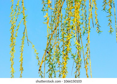 image of green willow rods against the blue sky