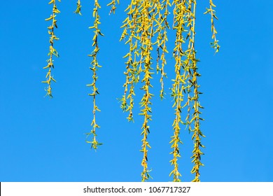 image of green willow rods against the blue sky