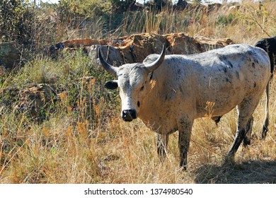 Subsistence Farming Sharecroppers Nguni Cattle Graze Foto stock ...