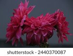 The image is a group of pink flowers, specifically Dahlia creve coeur, with pink and red petals. The flowers are displayed against a wall indoors.