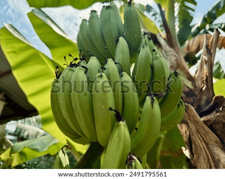 an image of a growing cavendish
