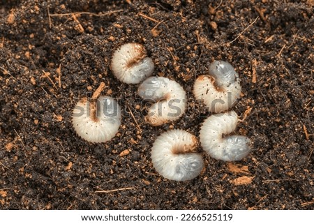Image of grub worms beetle in garden. Larvae close up. Source of protein. Entomology. Food of future. High quality photo