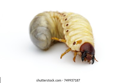Image of grub worms, Coconut rhinoceros beetle (Oryctes rhinoceros), Larva on white background. - Shutterstock ID 749937187