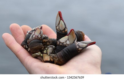 percebes en el mar